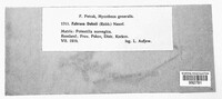 Leptotrochila dehnii image